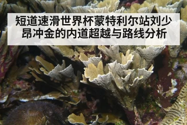 短道速滑世界杯蒙特利尔站刘少昂冲金的内道超越与路线分析